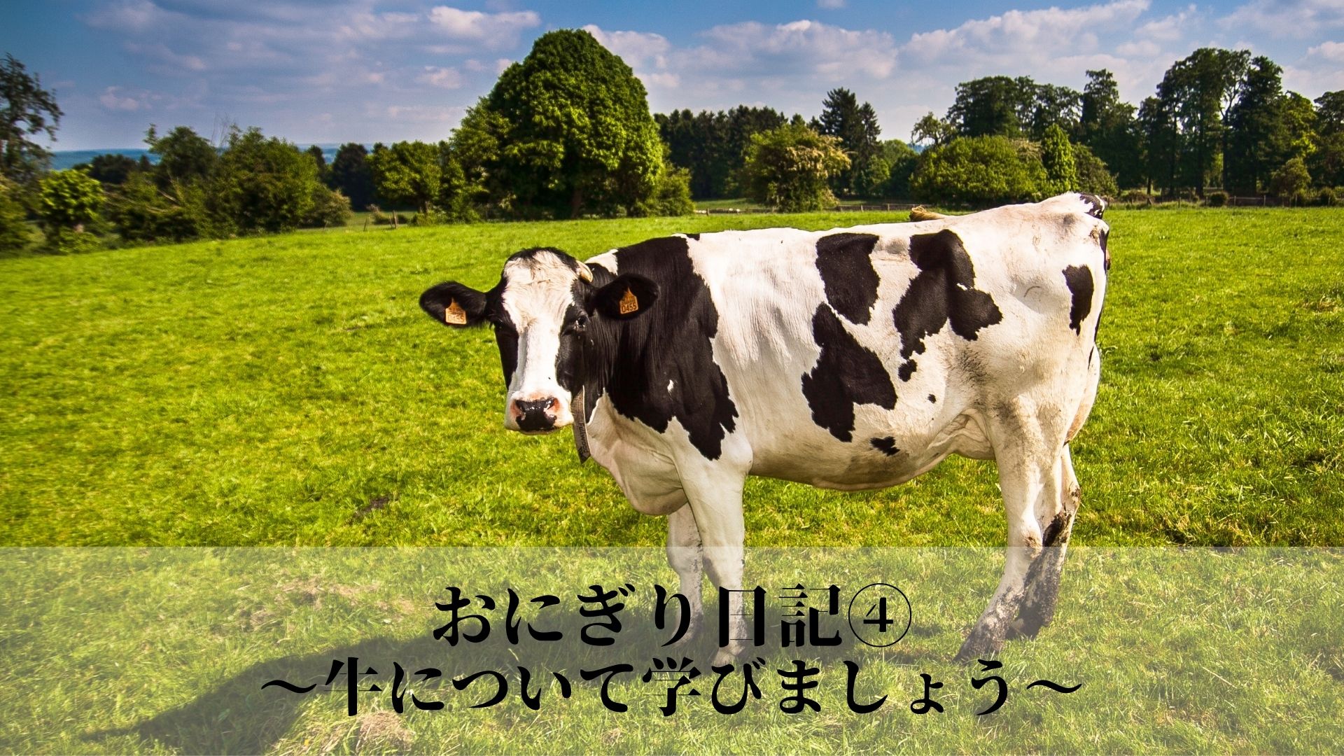 おにぎり日記④〜牛について学びましょう〜